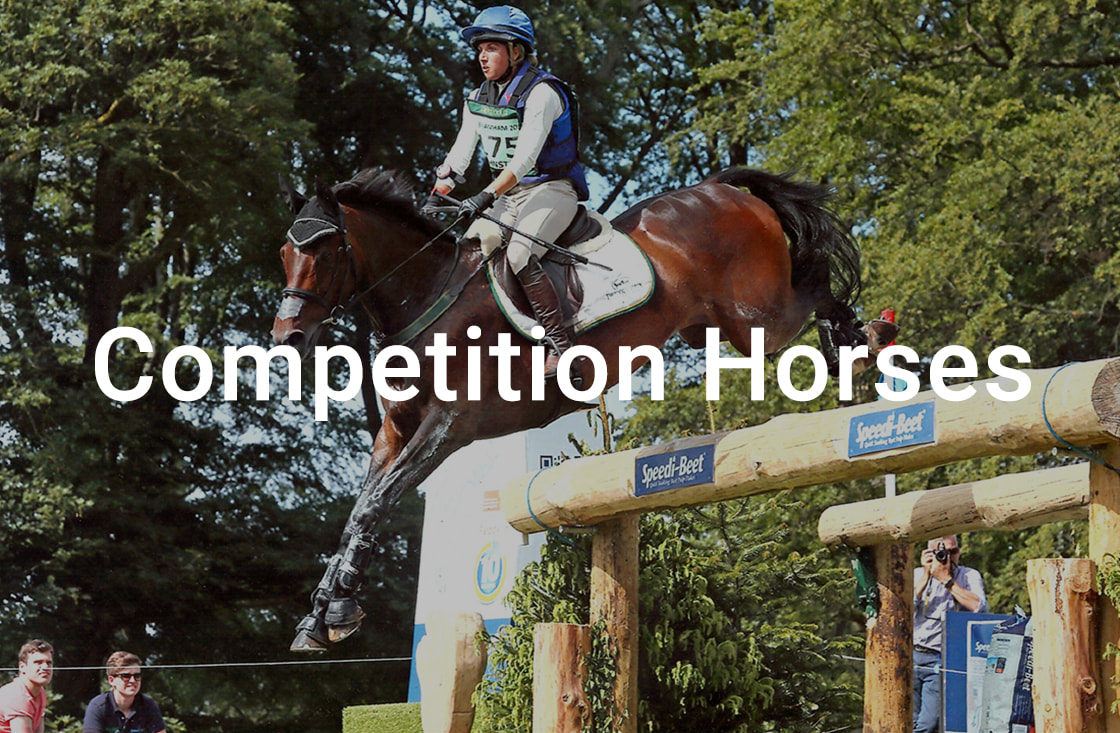 Competition horses