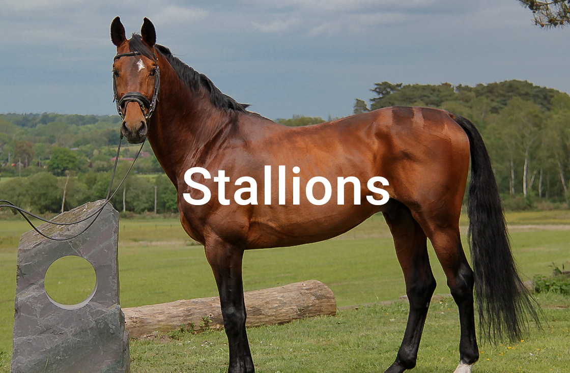 Stallions image